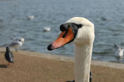 Close-up of swan in lake