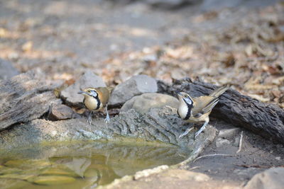 Close-up of bird on rock