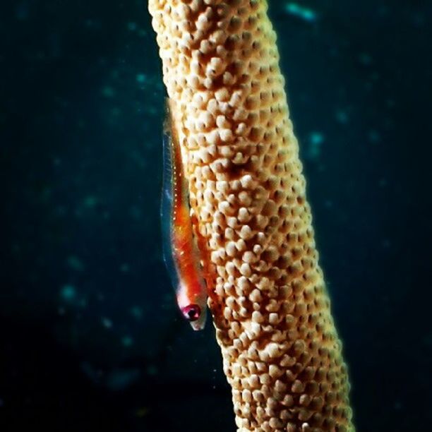 close-up, fish, food and drink, food, underwater, sea life, animal themes, animals in the wild, freshness, orange color, water, nature, wildlife, focus on foreground, healthy eating, undersea, yellow, sea, no people, part of