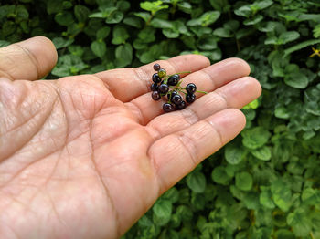 Close-up of hand holding snail