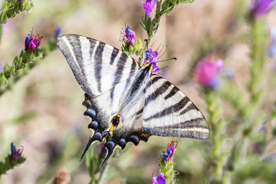 Close-up of butterfly pollinating on purple flower