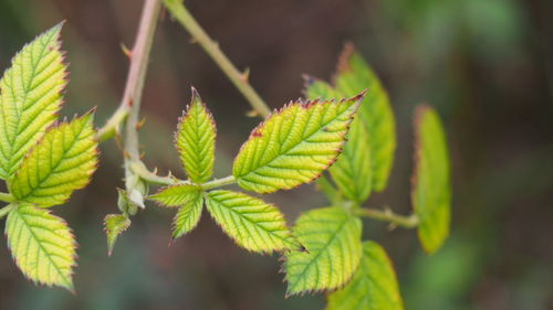 Close-up of leaves