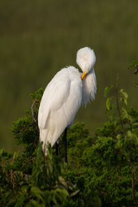 Close-up of white bird on field