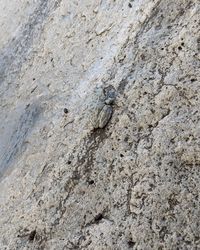 High angle view of a lizard