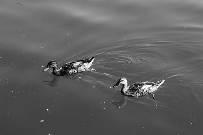 High angle view of duck swimming in lake