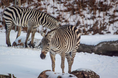 Zebras standing in a field