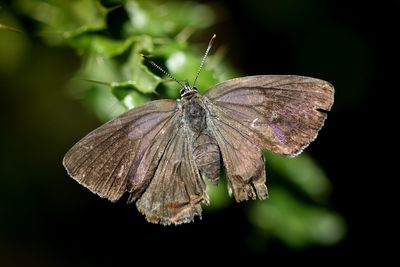 Close-up of butterfly pollinating flower