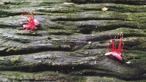 Close-up of pink flower on rock