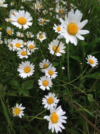 High angle view of white daisy flowers in park