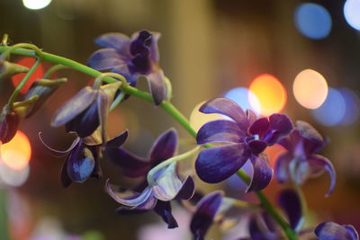 Close-up of purple flowering plants