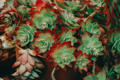 Full frame shot of succulent plant