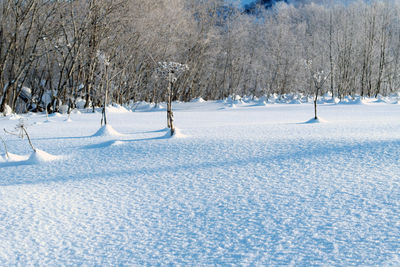 View of frozen trees in winter