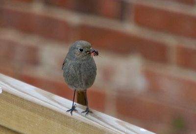 Close-up of bird perching on wall