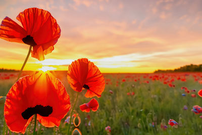 Close-up of pink flowering plants on field against sky during sunset