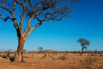 Bare tree on field against clear blue sky