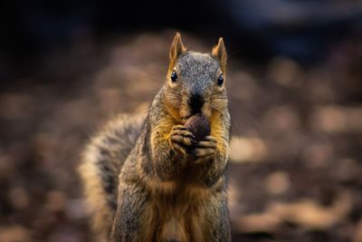 Close-up portrait of a squirrel