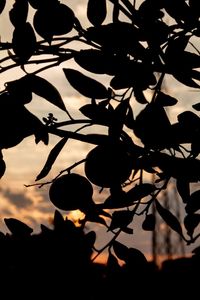 Low angle view of silhouette leaves against sky at sunset