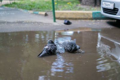 Pigeons in puddle on street