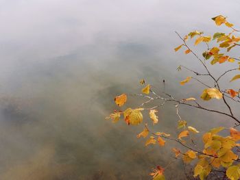 Autumn tree by lake against sky