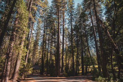 Road less traveled - yosemite national park