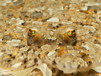 Close-up of insect in sea