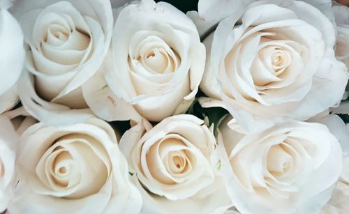 Close-up of white roses