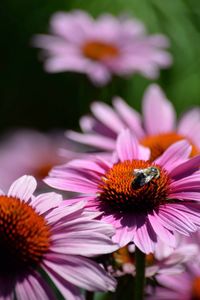 Close-up of honey bee on purple coneflower