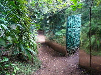 Footpath amidst trees in forest