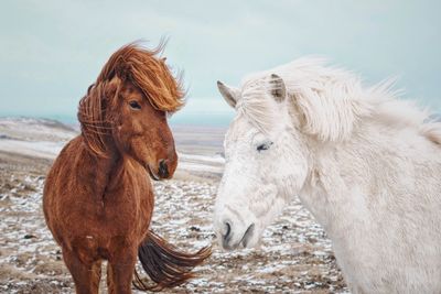 Close-up of horses on field