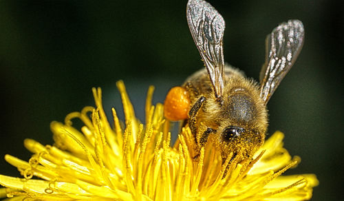 Close-up of bee pollinating on flower