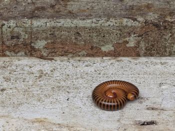 Close-up of snail