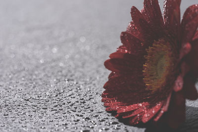 Close-up of strawberry on water