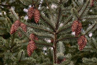 Close-up of pine cones on tree during winter