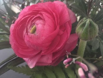 Close-up of pink rose