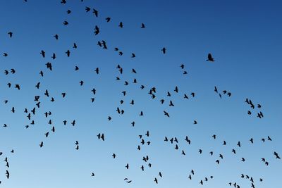 Flock of birds in the sky