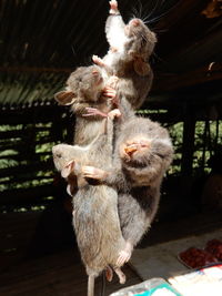 Rats on sale at a roadside market near luang prabang, laos.