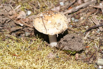 Close-up of mushroom growing on field