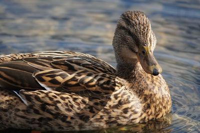 Close-up of a duck in lake