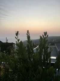 Plants growing on land against sky during sunset