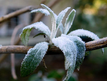 Close-up of frozen plant