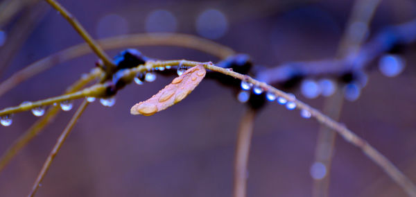 Close-up of raindrops on twig