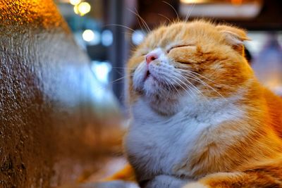 Close-up of a cat looking away