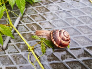 High angle view of snail on leaf