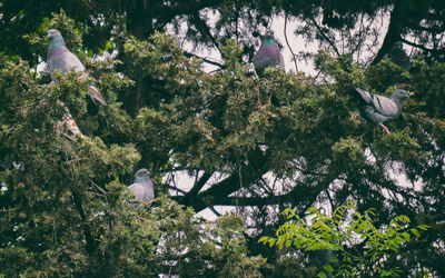 Low angle view of bird perching on tree