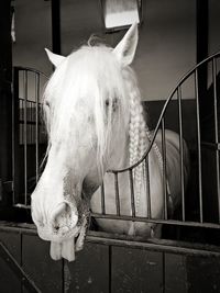 Close-up of horse outdoors