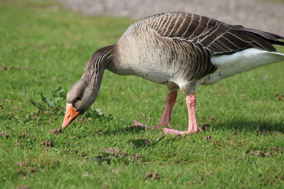 Close-up of goose on field