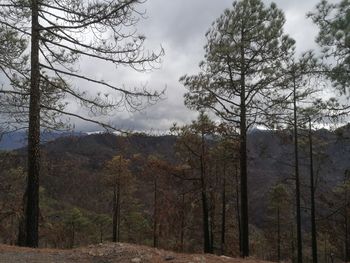 Pine trees in forest against sky