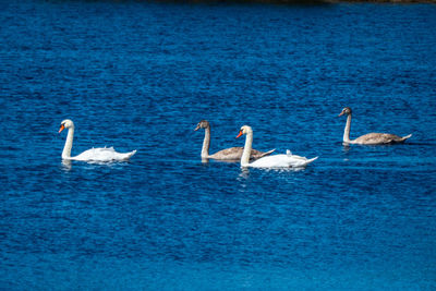 Swans swimming in sea