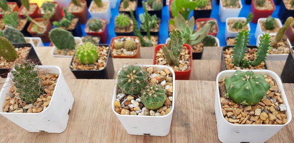 High angle view of cactus on table