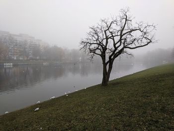 Bare tree by lake against sky